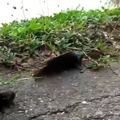 Fish Searching Water - سبحان اللہ العظیم وبحمدہ