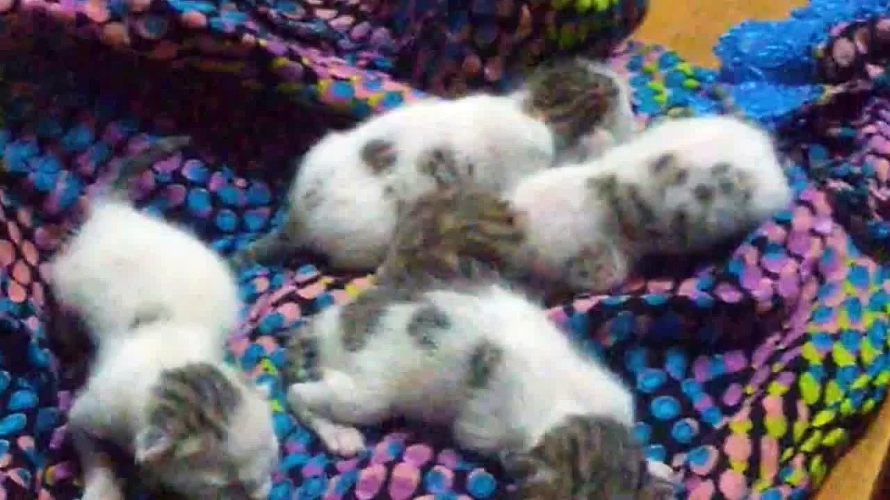 Beautiful_babies_Cat_Born_Scene_2018