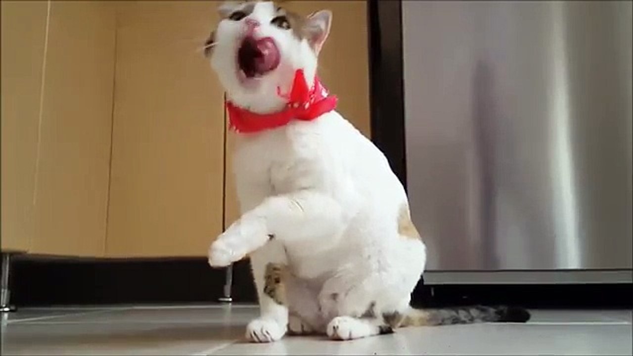 Cute_cat_takes_its_beauty_bath