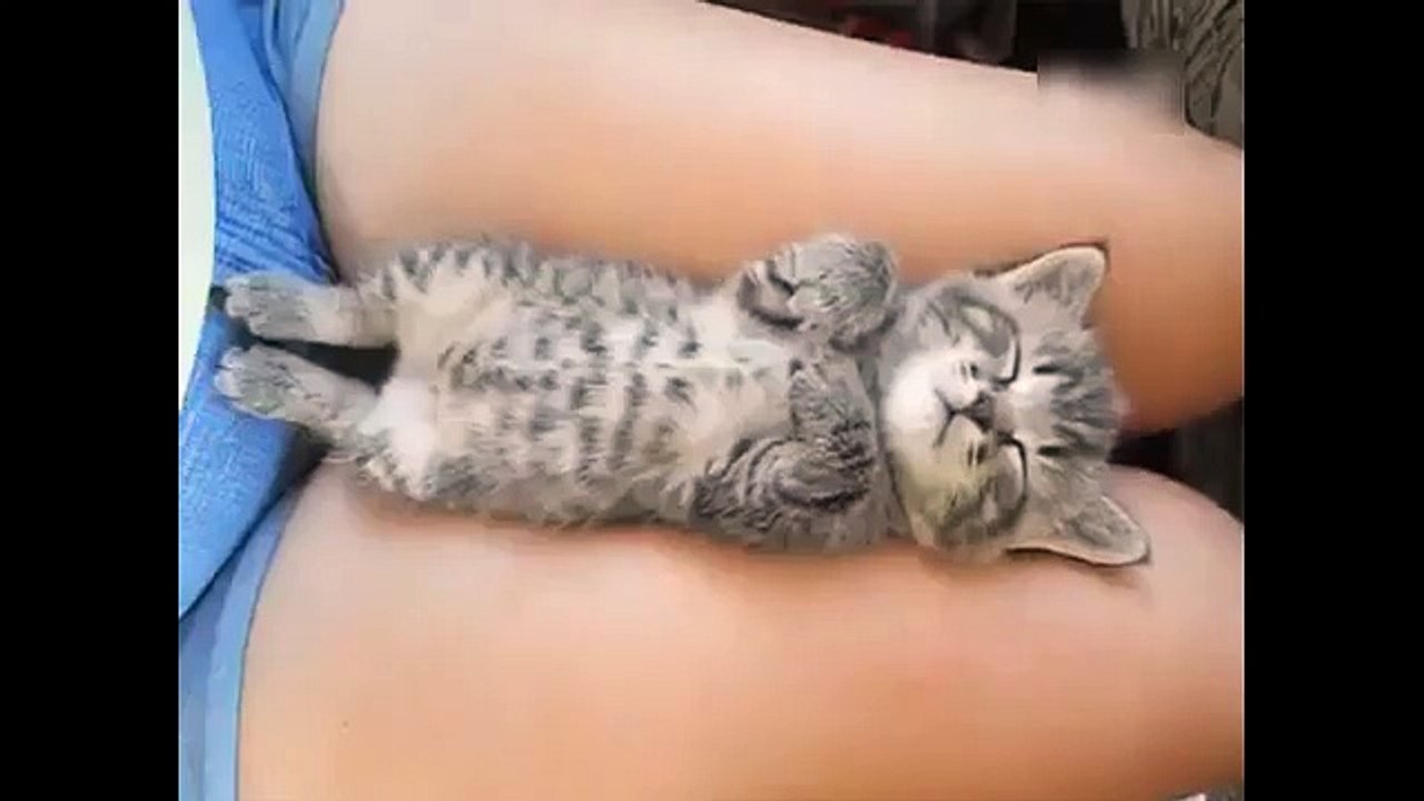 The_cat_on_the_lap_of_beauty