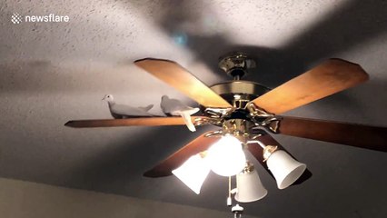 Doves go for a ride on a ceiling fan