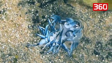 Alien slug washed up at Sydney beach