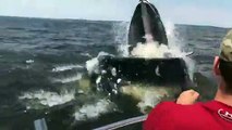¡Impresionante  Ballena emerge del agua y casi vuelca una lancha