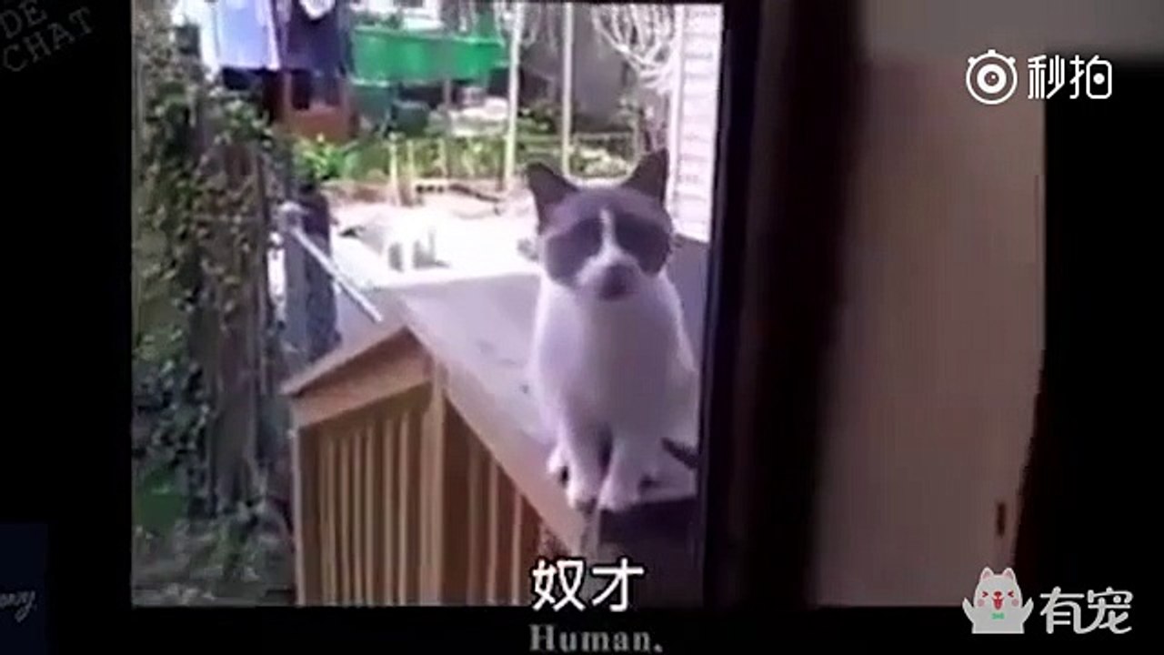 喵语系十级的喵星人老厉害了,嘴型一模一样_土豆视频