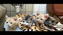 Des chats mignons #2
