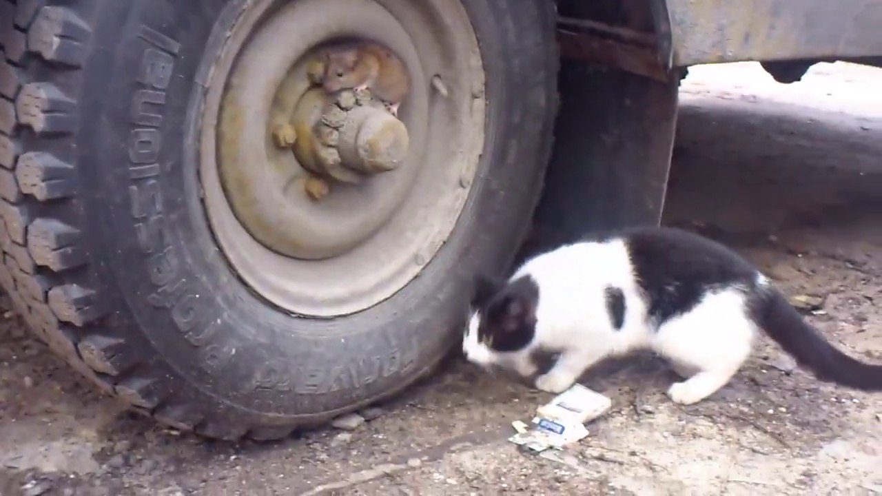 Tom and Jerry
