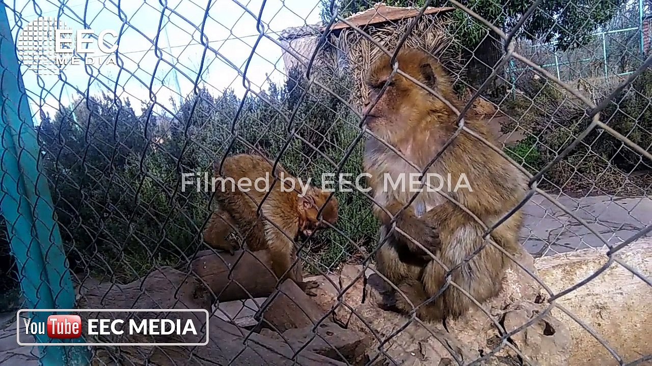 Baby Monkey with his mother in the zoo - Filmed by EEC MEDIA