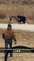 Video herunterladen: Regardez qui vient voler le courier de cette famille américaine... tellement drole