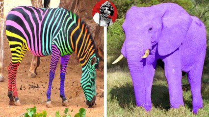 LOS 8 ANIMALES DE COLORES UNICOS QUE NO CREERAS QUE EXISTEN | OSCAR JACK