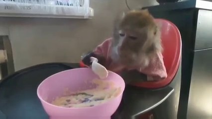 Cute Monkeys   Funny Monkeys Playing video  .!!!