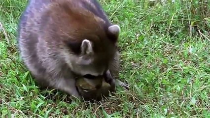 The Reptiles (Part-3) Turtles & Tortoises (Nature Documentary)