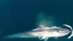 Very Long & Huge Shark Close Encounter - Monster Shark - Captured from Boat by very near