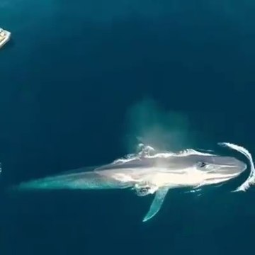Very Long & Huge Shark Close Encounter - Monster Shark - Captured from Boat by very near