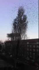Million Birds flying from Tree in a Moment- Rare Video