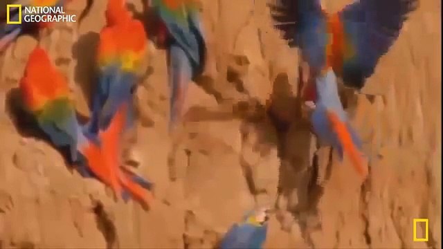 National Geographic Documentary 2015 - Amazon Forest Wildlife Full Documentary Film 2015