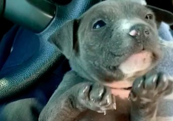 Daytona Beach Police Officer Adopts 'Frozen Puppy' Rescued From River