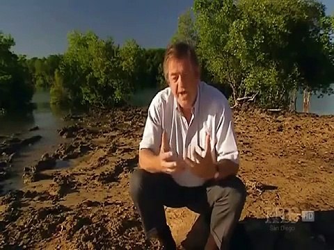 Snake Documentary Alligators and Crocodiles ~ Reptile Documentary