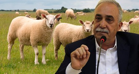 Bakan Fakıbaba: Herkese Bedava 300 Koyun Verilmeyecek!