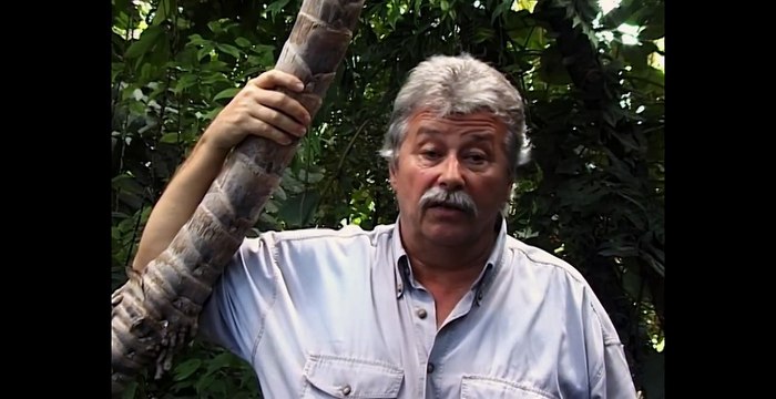 Gorillas In The Mountain Mist [Gorilla Survival Documentary] | Wild Things