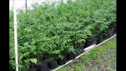 Green Giants...In 1 Gal Pots  at HH Farm
