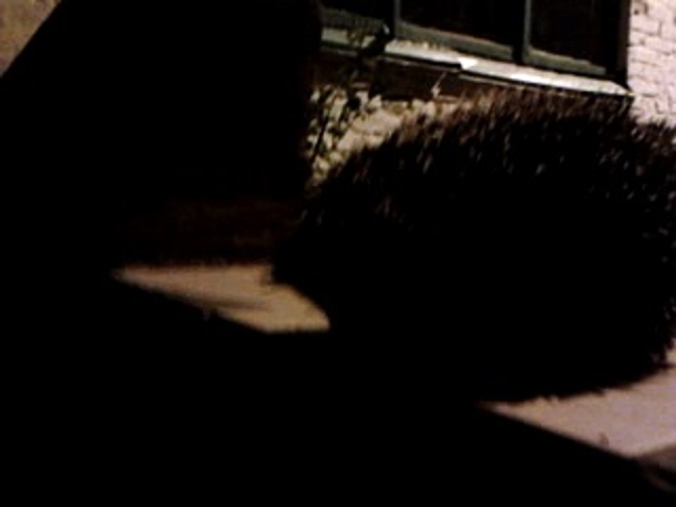 Hedgehog jump