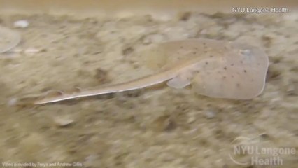 Report: Relative of a Fish Walked Long Before Humans