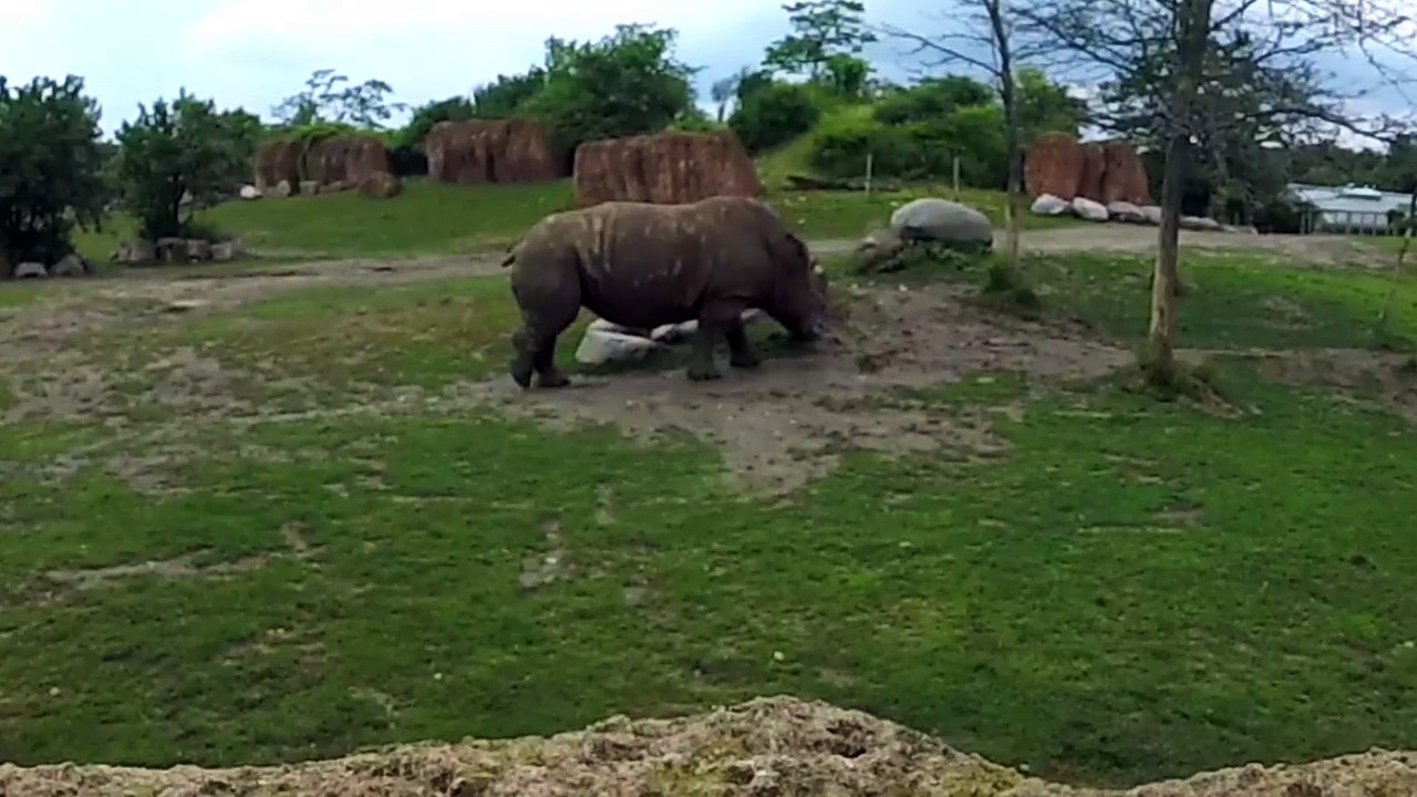White rhino with massive horn bluff charges another rhino.