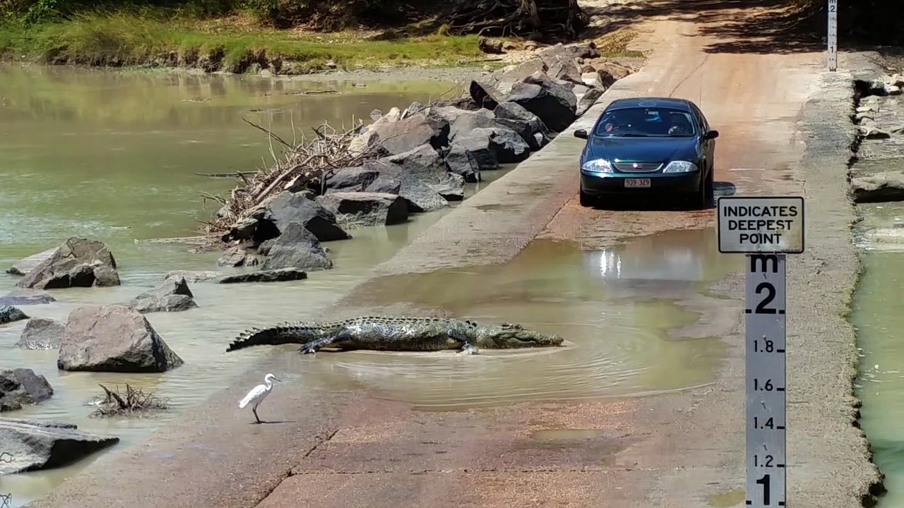 Attention à la traversée de crocodiles... Impressionnant