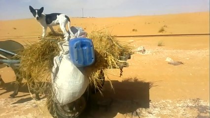 Devinez qui dirige cette calèche et cet ane... Un chien!
