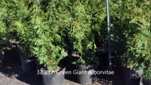 Green Giants that are EZ to Plant    32 inch tall plants