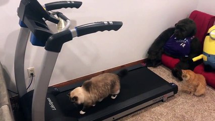 Y por qué no puede un gato usar la cinta de correr