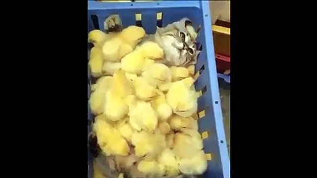 Cuando gato y pollitos son los mejores amigos del mundo