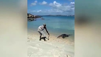 Cuando conviertes a un cocodrilo feroz en tu mascota