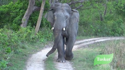 Jim Corbett National Park  - Wild Adventure In Jungle, Corbett Falls, Girija Devi Temple & Much More