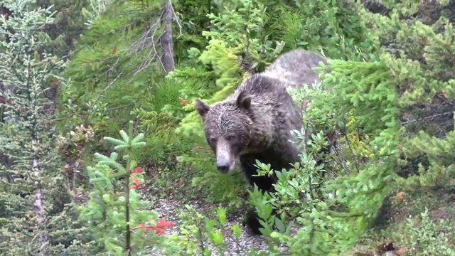 Best Places to See in Banff National Park and Jasper National Park in Canada