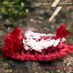 SUBHANALLAH AMZING ANIMAL YOU HAD NEVER SEEN BEFORE