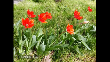 samsung galaxy vs LG smartphone CAMERA videoshoot compare