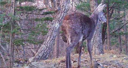 Rusya'da İlk Kez Kılıç Dişli Geyik Görüntülendi
