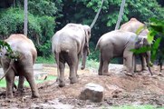 Elephants at Mysore Zoo