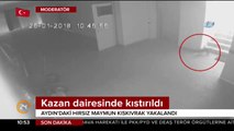 Hırsız maymun son işinde enselendi. Polis şimdi onu eğitenleri arıyor