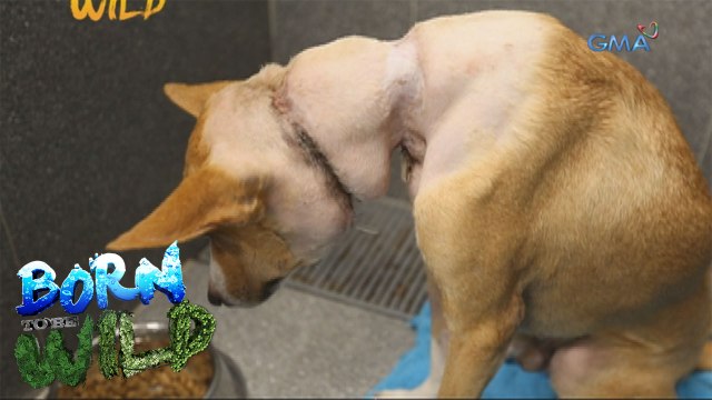 Born to Be Wild: Rescuing a dog with a wire tied tightly around its neck