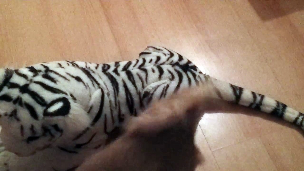 tiger_and_chihuaha_together