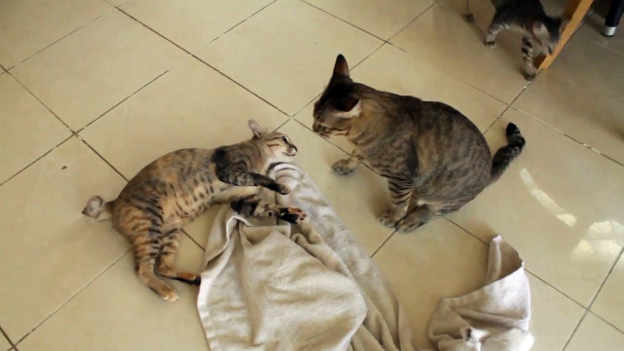 The_cats_Pepsi_and_Tiger_gauge_their_struggle_technician