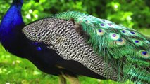 Peacock - One Of The Most Beautiful Birds