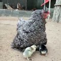 Chicken with babies :)   سبحان اللہ العظیم وبحمدہ