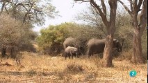 África salvaje_ LOS ELEFANTES DE MASHATU (Botswana) _ Grandes documentales