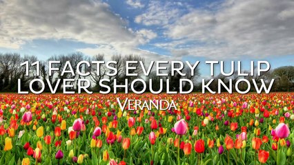 11 Facts Every Tulip Lover Should Know