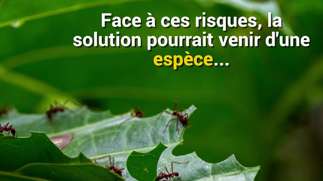 Les fourmis, l'avenir de l'antibiotique ?