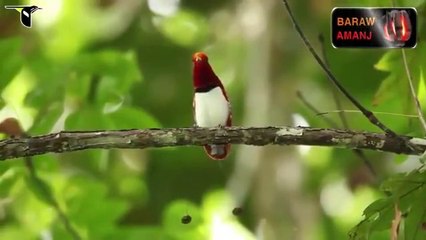 Wonderful Birds
