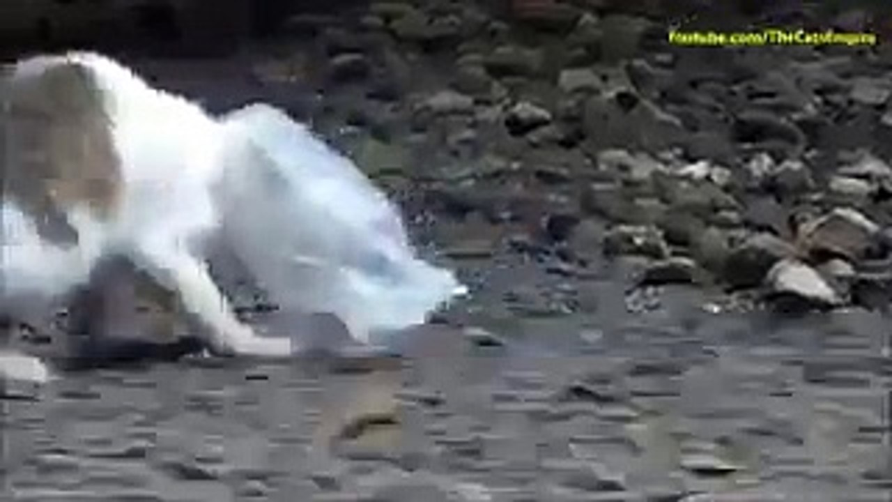 Dog saves Kitty with head stuck in a bag.